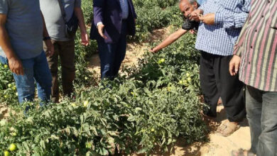 مديرية الزراعة بشمال سيناء تدعم المزارعين بقرية السكاسكة