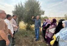 زراعة شمال سيناء : ندوة إرشادية حول تقليم أشجار الزيتون بعد الحصاد .