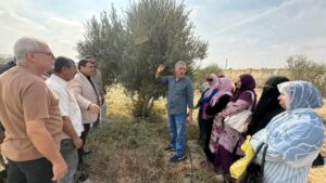 زراعة شمال سيناء : ندوة إرشادية حول تقليم أشجار الزيتون بعد الحصاد . 