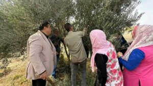 زراعة شمال سيناء : ندوة إرشادية حول تقليم أشجار الزيتون بعد الحصاد . 