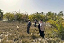 حشرة الرعاش تثير القلق بشمال سيناء: الزراعة تؤكد عدم وجود جراد صحراوي