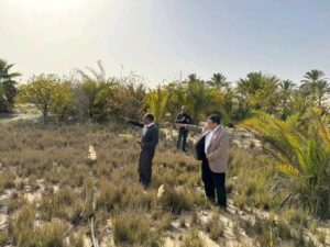 حشرة الرعاش تثير القلق بشمال سيناء: الزراعة تؤكد عدم وجود جراد صحراوي