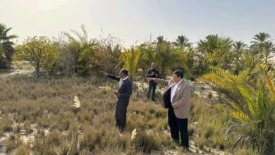 حشرة الرعاش تثير القلق بشمال سيناء: الزراعة تؤكد عدم وجود جراد صحراوي