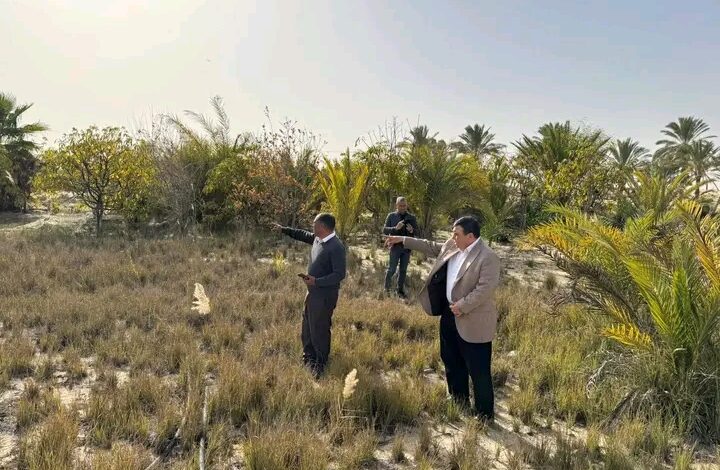 حشرة الرعاش تثير القلق بشمال سيناء: الزراعة تؤكد عدم وجود جراد صحراوي