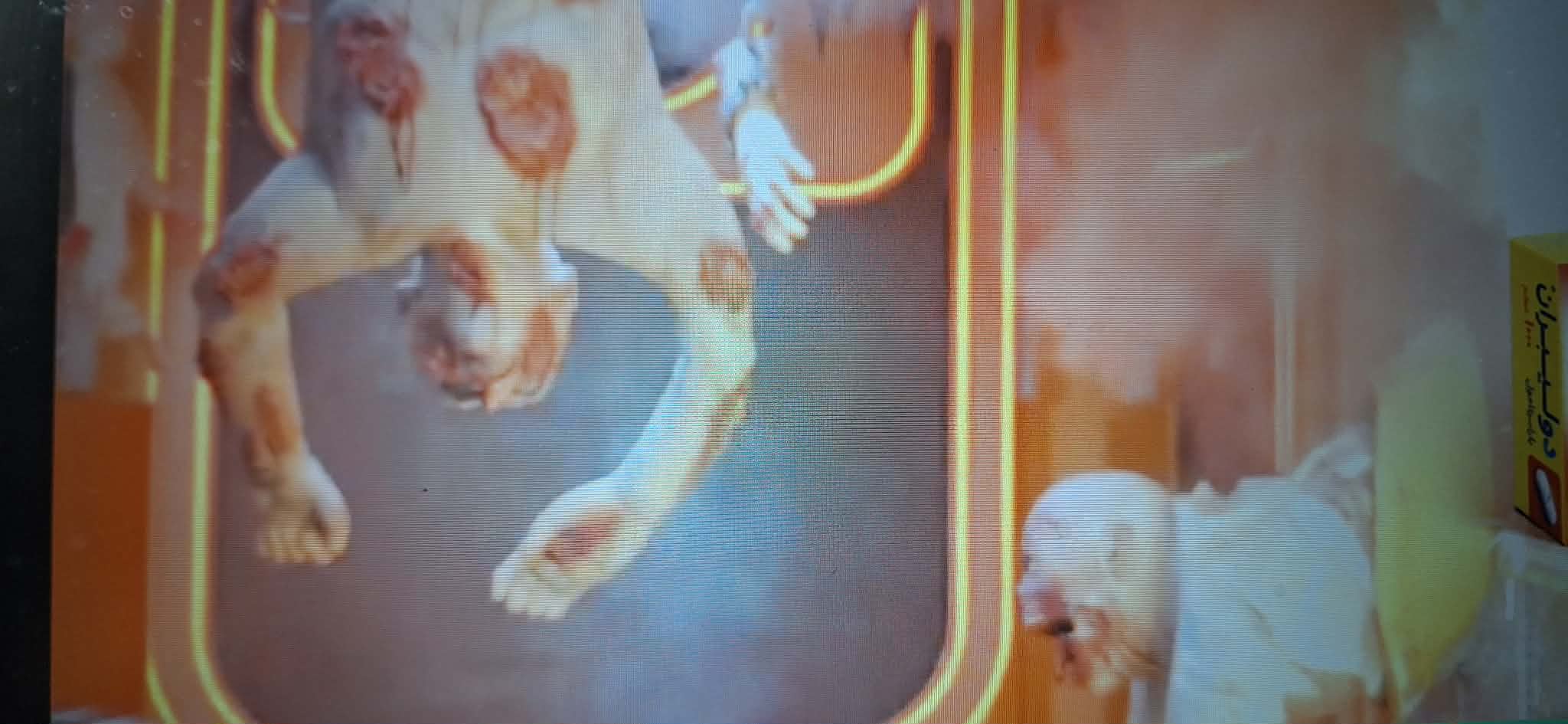 8 مارس مجلس الدولة ينظر دعوى الدكتور حسين المطعنى بوقف برنامج رامز جلال بتهمة "تدنيس القيم" ويطالب بتطهير الشاشات من برنامج رامز ليفل الوحش